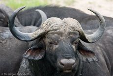Afrikanischer Büffel (72 von 102).jpg